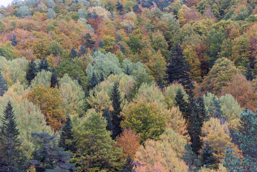 Huesca - valle de Vió 16 - bosque de la Pardina del Señor.jpg